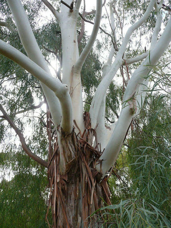 50 Lemon Scented Gum (Eucalyptus Citriodora) Seeds - Seed World