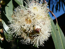 50 Lemon Scented Gum (Eucalyptus Citriodora) Seeds - Seed World