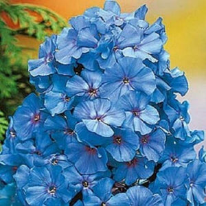 50 Light Blue Phlox Seeds - Seed World