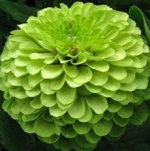 50 Lime Green "Envy" Zinnia Flower Seeds - Seed World
