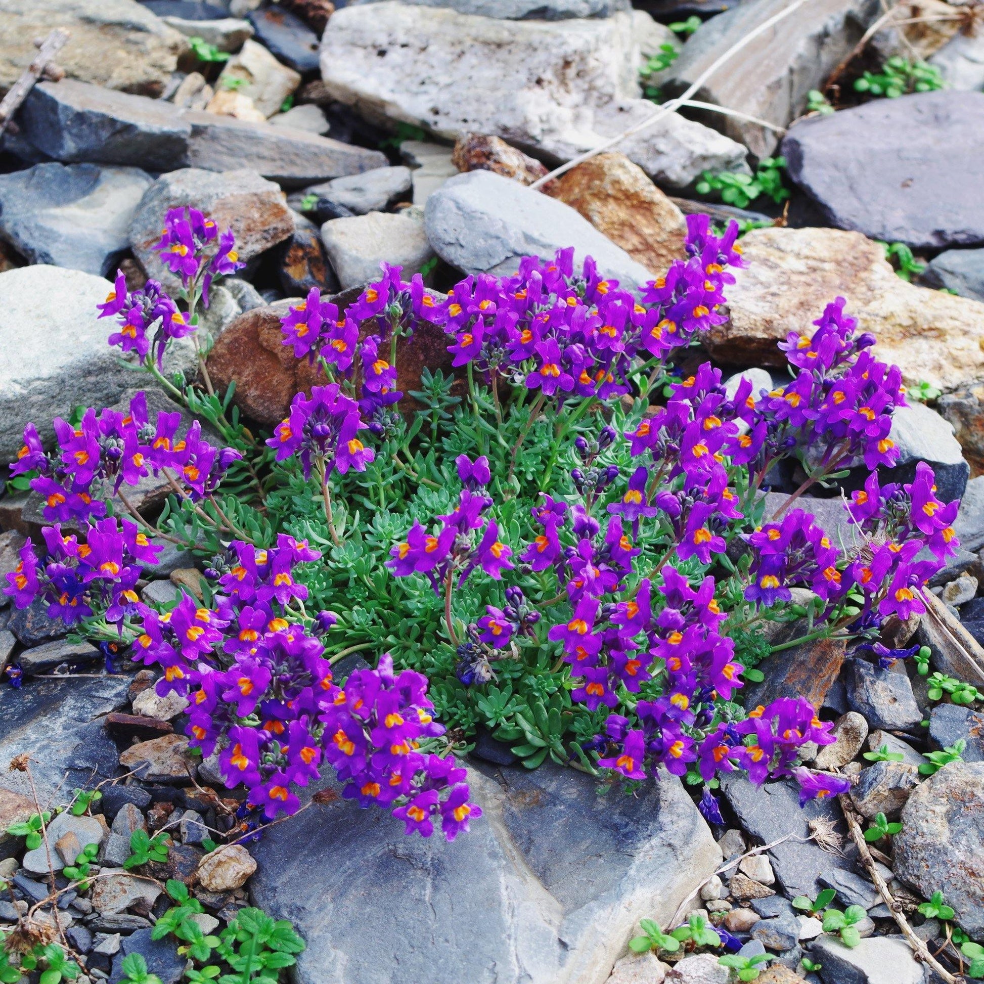 50 Linaria Alpina Seeds - Seed World