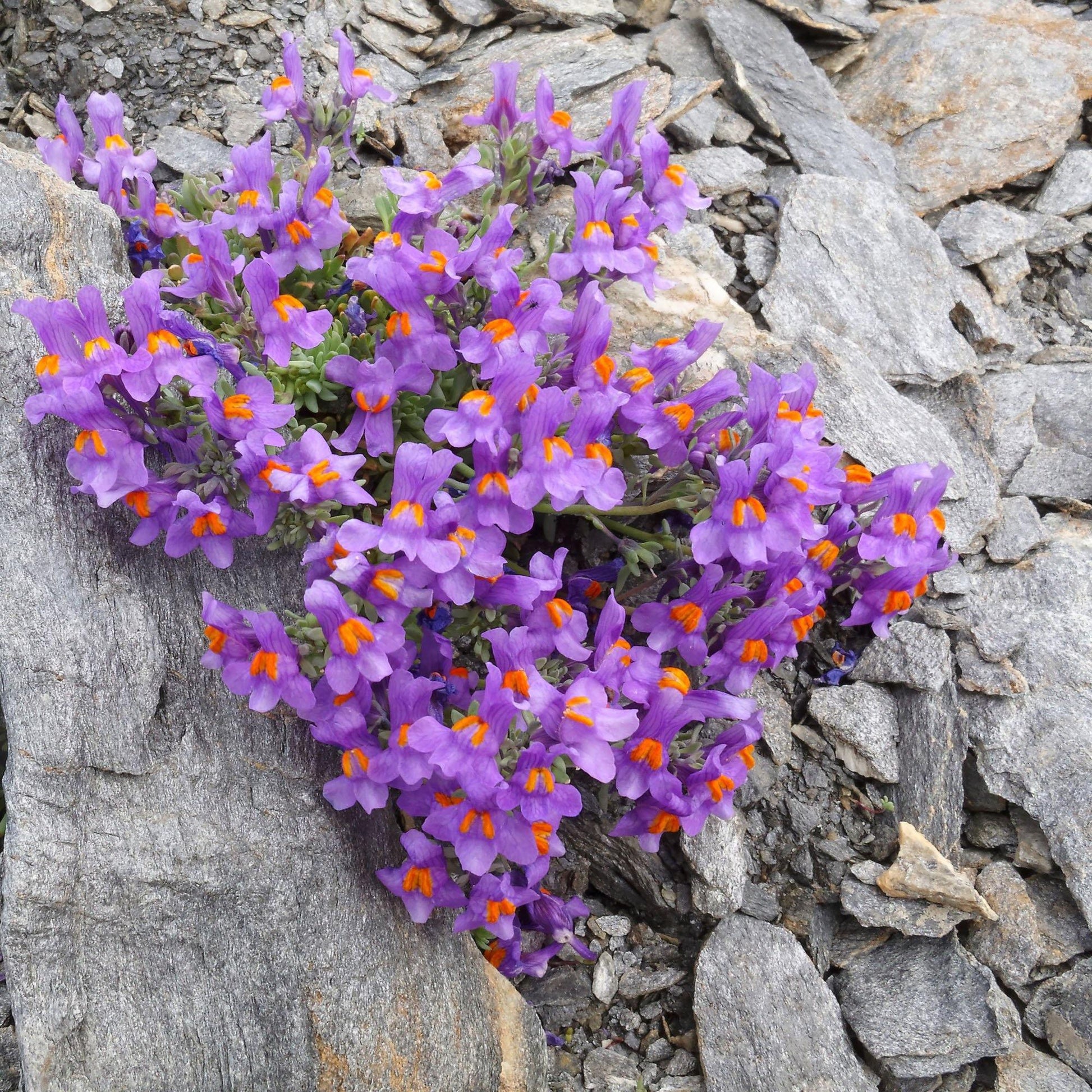 50 Linaria Alpina Seeds - Seed World