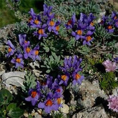 50 Linaria Alpina Seeds - Seed World