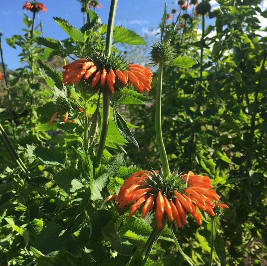 50 Lion's Ear Seeds - Seed World