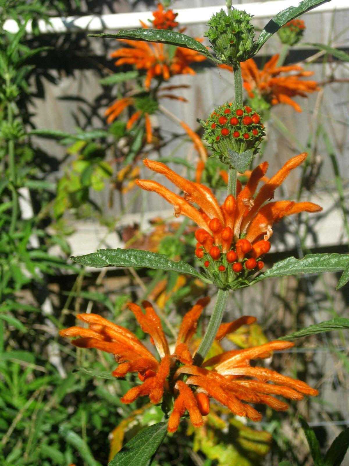 50 Lion's Ear Seeds - Seed World