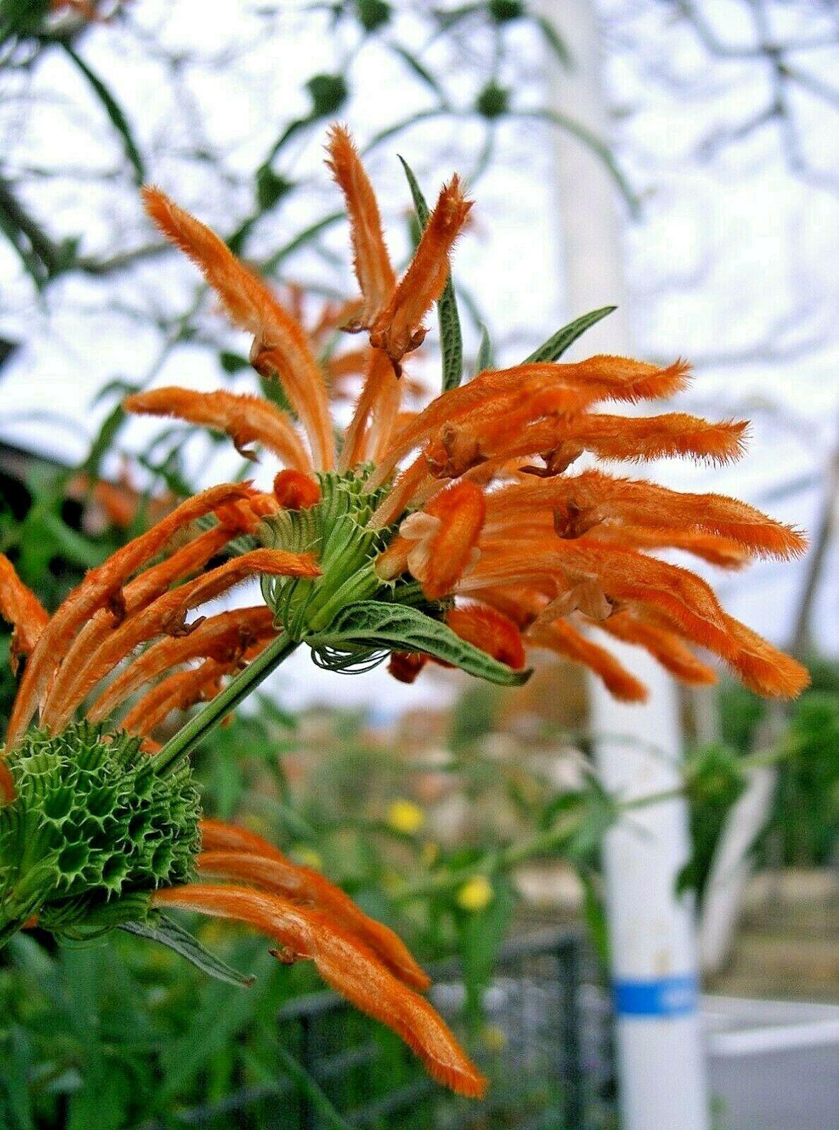 50 Lion's Ear Seeds - Seed World