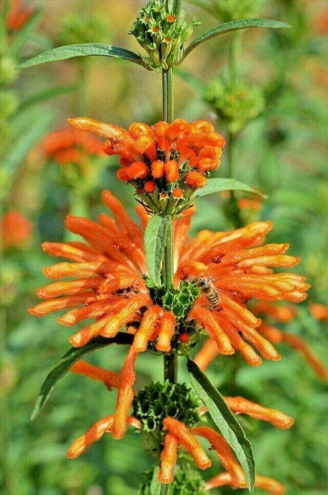50 Lion's Ear Seeds - Seed World