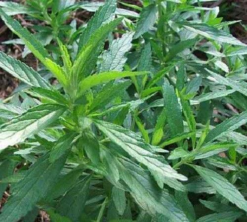 50 Lion's Ear Seeds - Seed World