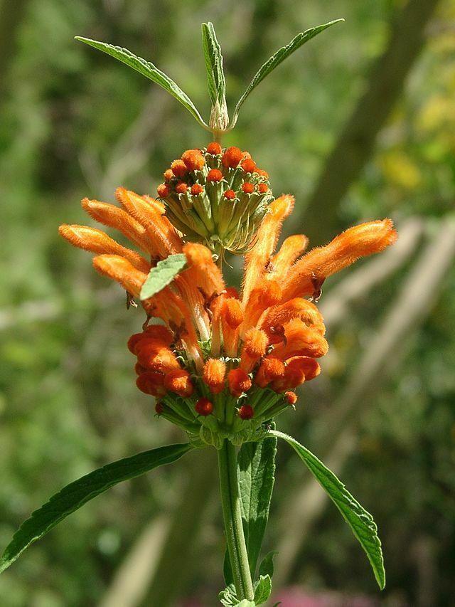 50 Lion's Ear Seeds - Seed World