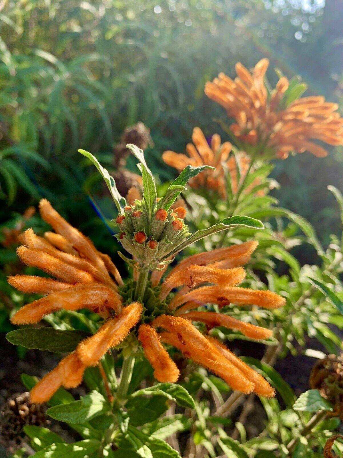 50 Lion's Ear Seeds - Seed World