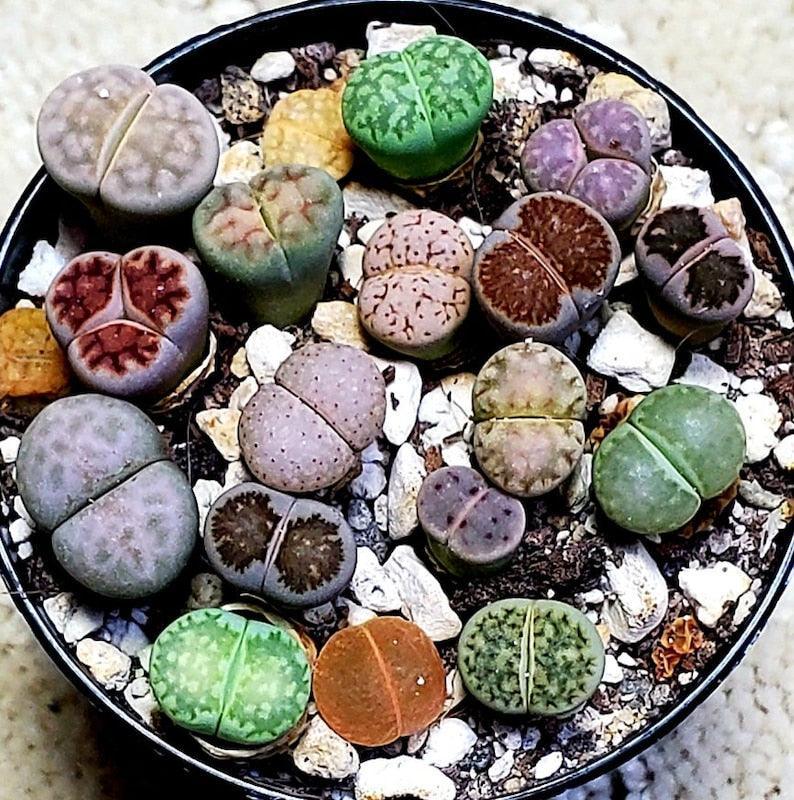 50 Lithops Seeds - Mix - Seed World