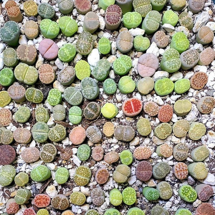 50 Lithops Seeds - Mix - Seed World