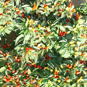 50 Little Elf Ornamental Hot Pepper Seeds - Seed World