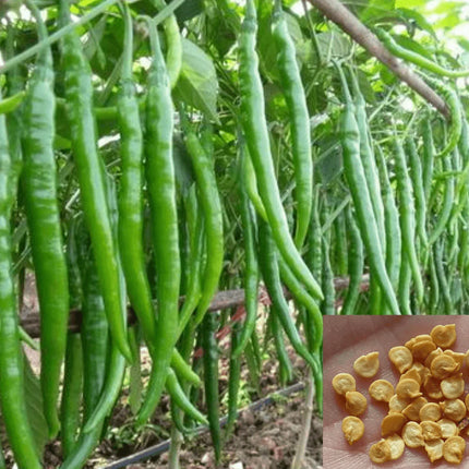 50 Long Organic Green Chili Seeds - Seed World