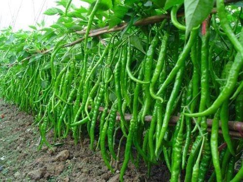 50 Long Organic Green Chili Seeds - Seed World