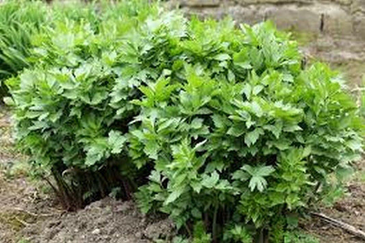 50 Lovage (Levisticum Officinalis) Seeds - Seed World