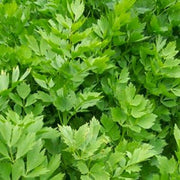 50 Lovage (Levisticum Officinalis) Seeds - Seed World