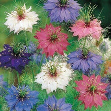 50 Love In A Mist Seeds - Seed World