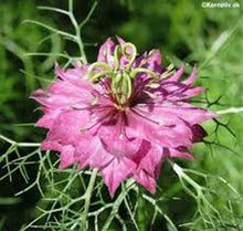 50 Love In A Mist Seeds - Seed World