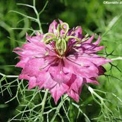 50 Love In A Mist Seeds - Seed World