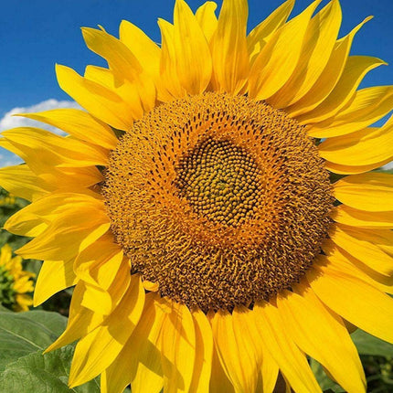 50 Mammoth Grey Stripe Sunflower Seeds - Seed World