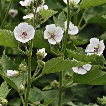 50 Marshmallow - Althaea Officinalis Seeds - Seed World