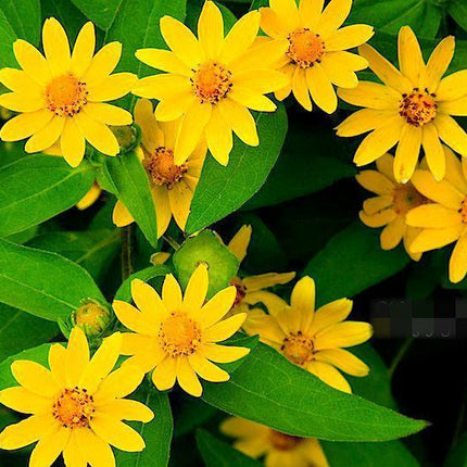 50 Melampodium Butter Daisy Seeds - Seed World