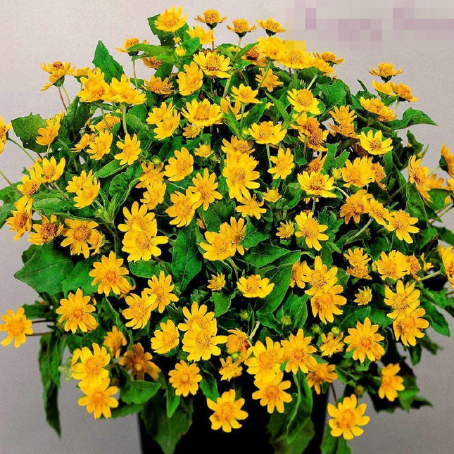 50 Melampodium Butter Daisy Seeds - Seed World