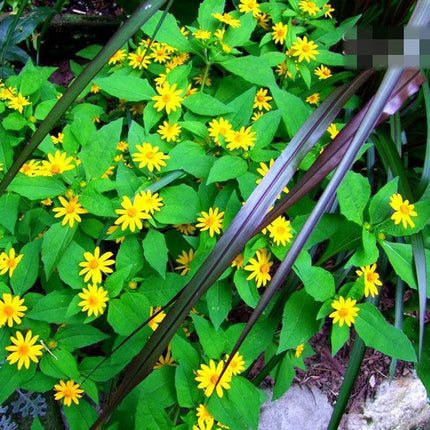 50 Melampodium Butter Daisy Seeds - Seed World