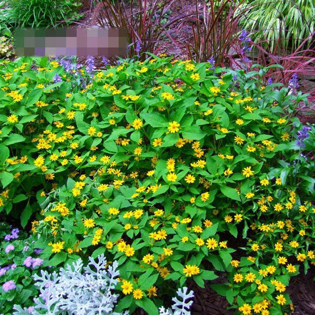 50 Melampodium Butter Daisy Seeds - Seed World