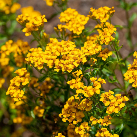 50 Mexican Mint (Tagetes Lucida) Seeds - Seed World