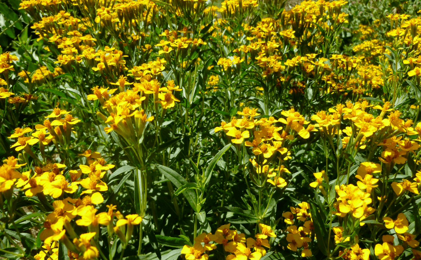 50 Mexican Mint (Tagetes Lucida) Seeds - Seed World