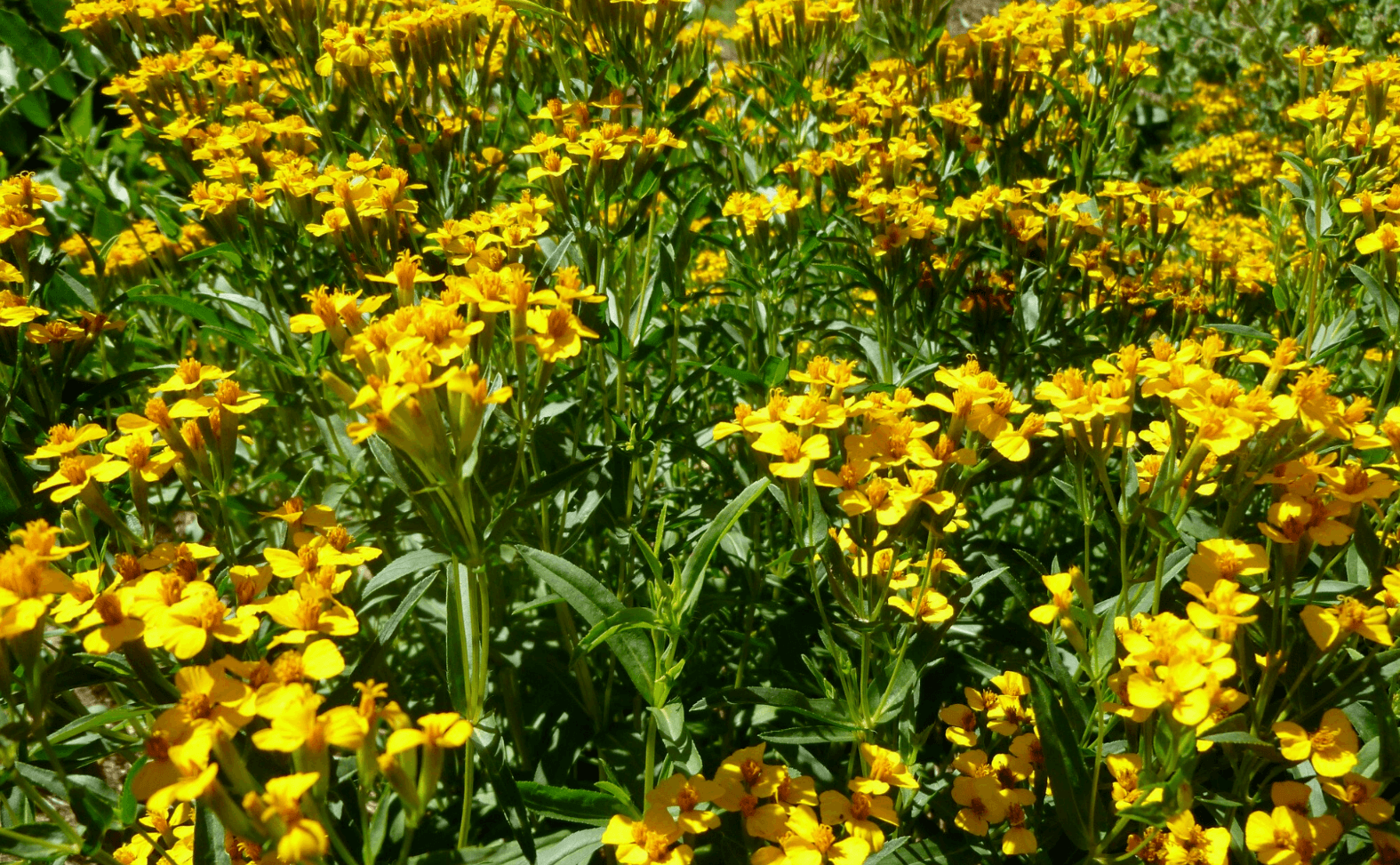50 Mexican Mint (Tagetes Lucida) Seeds - Seed World