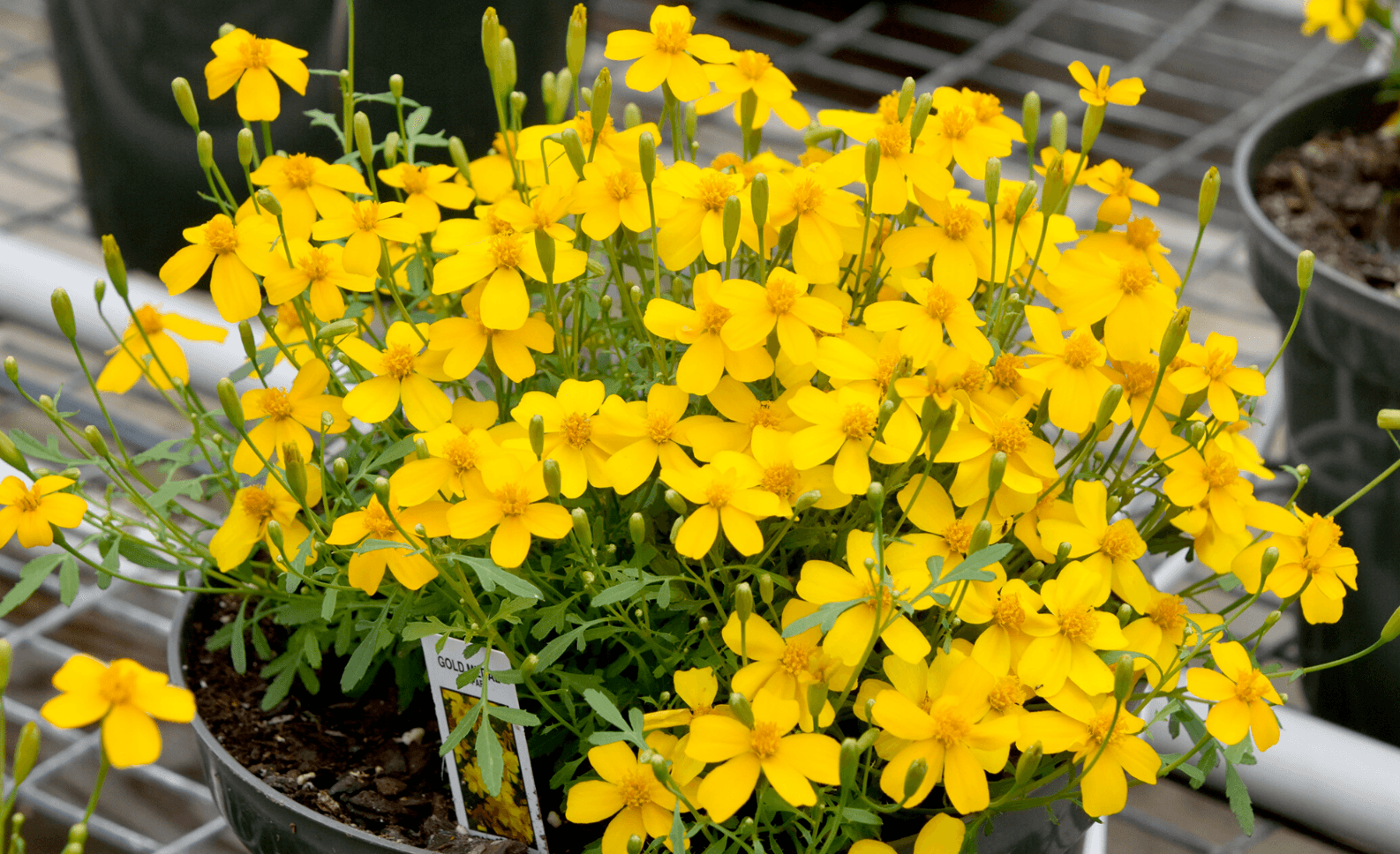 50 Mexican Mint (Tagetes Lucida) Seeds - Seed World