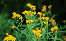 50 Mexican Mint (Tagetes Lucida) Seeds - Seed World