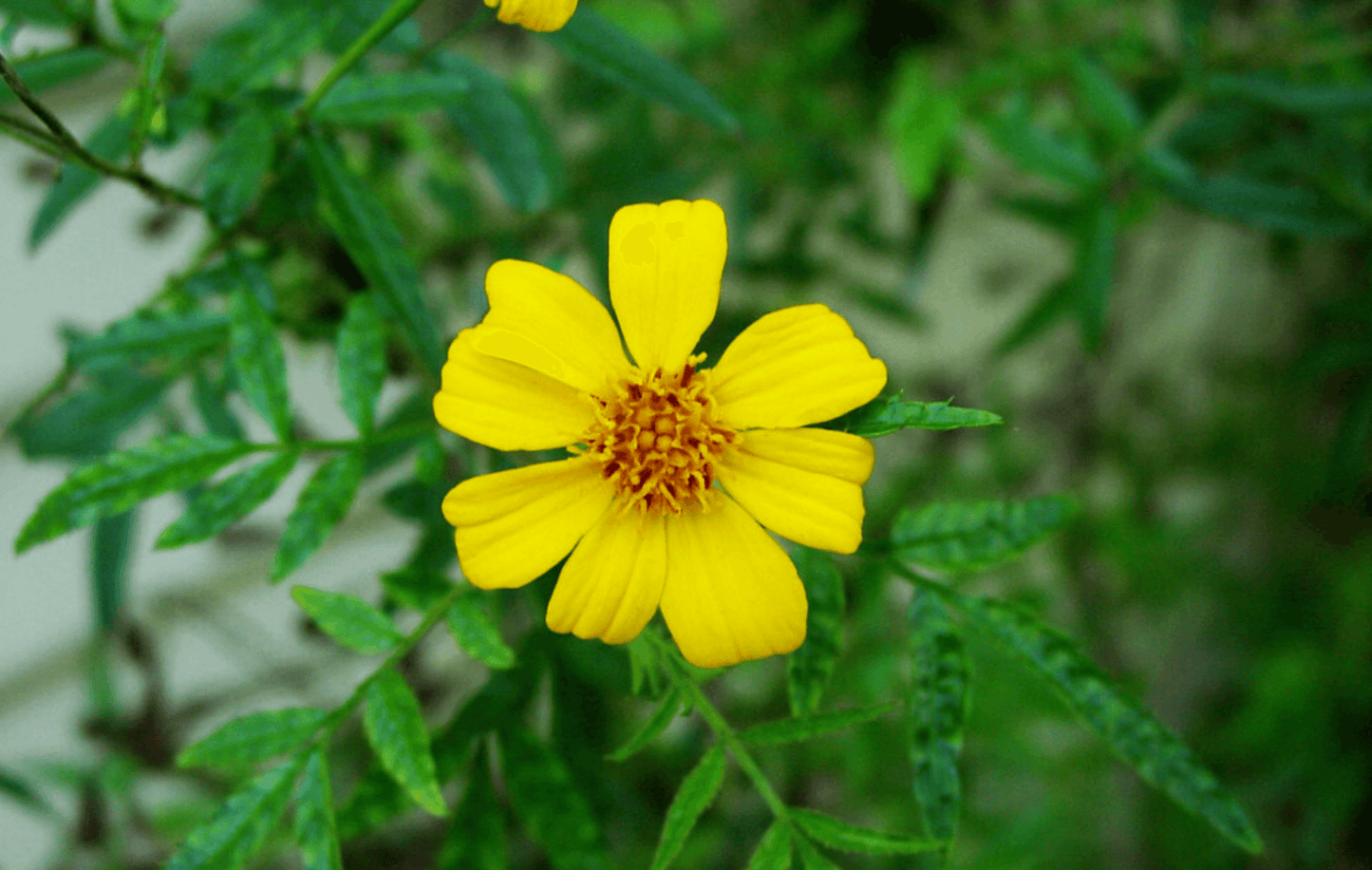 50 Mexican Mint (Tagetes Lucida) Seeds - Seed World