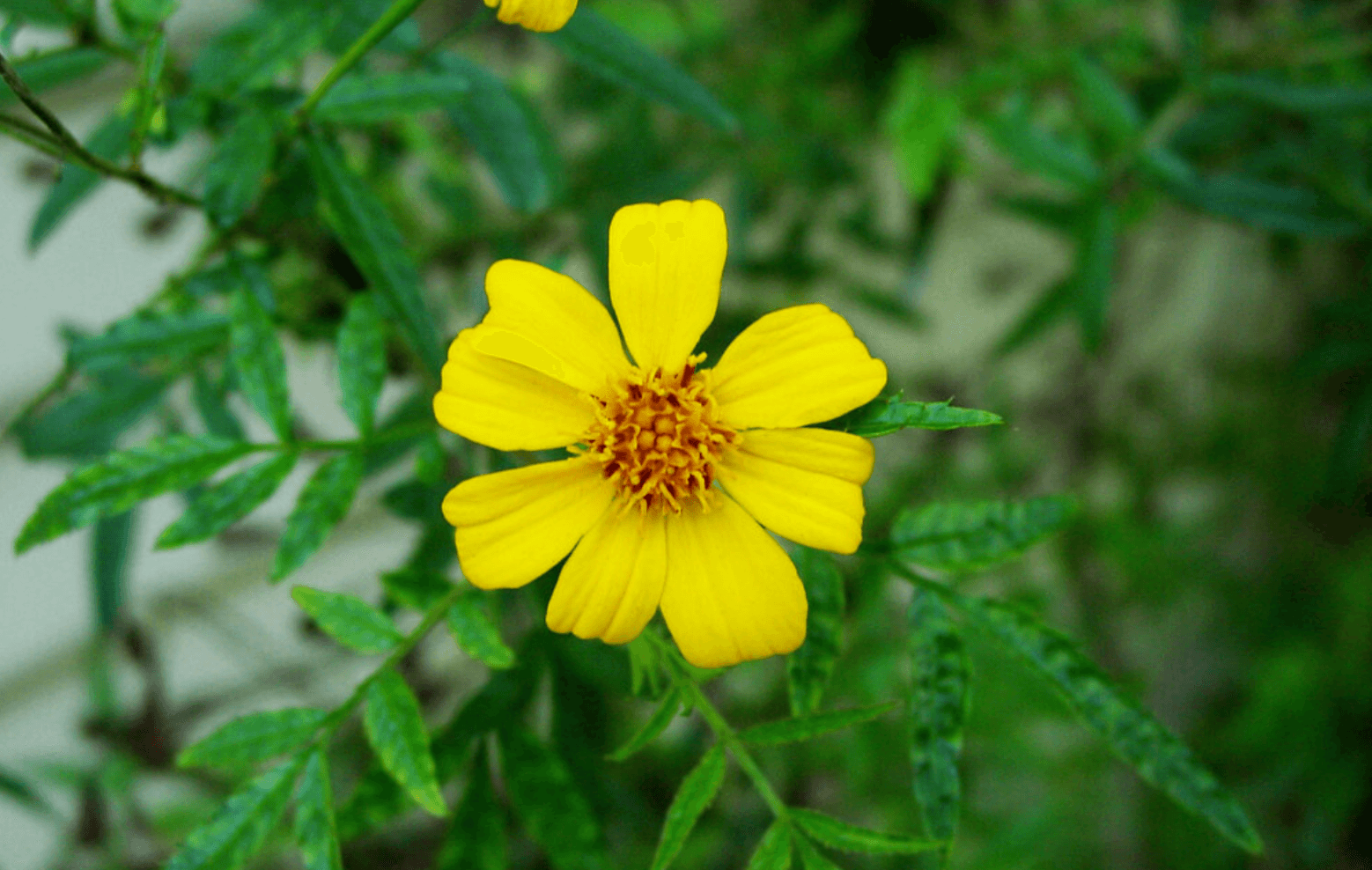 50 Mexican Mint (Tagetes Lucida) Seeds - Seed World