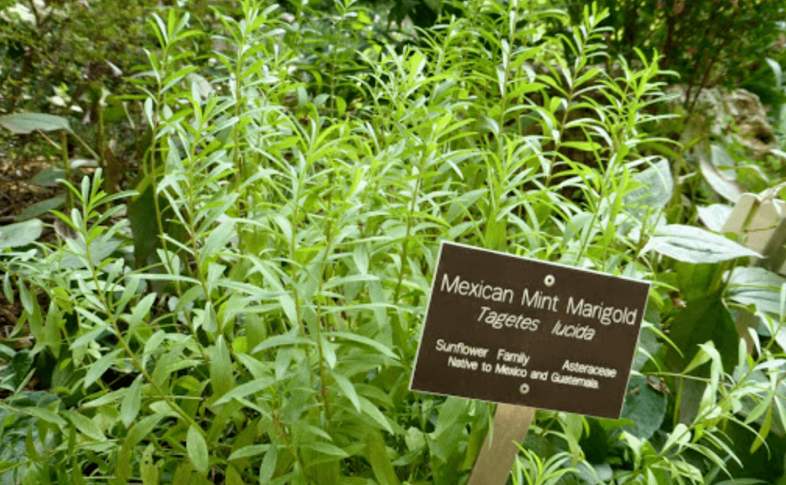 50 Mexican Mint (Tagetes Lucida) Seeds - Seed World