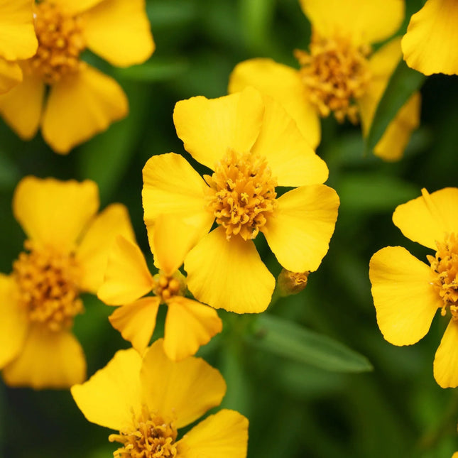 300 Mexican Mint Marigold Seeds (Tagetes lucida) | Mexican Tarragon Herb