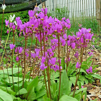 50 Midland Shooting Star Seeds - Seed World