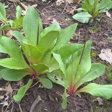 50 Midland Shooting Star Seeds - Seed World
