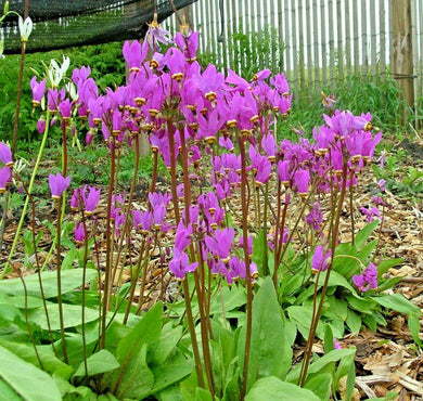 50 Midland Shooting Star Seeds - Seed World