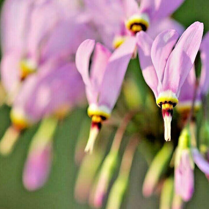 50 Midland Shooting Star Seeds - Seed World