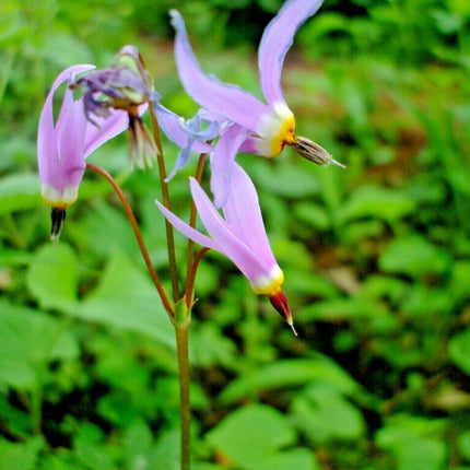 50 Midland Shooting Star Seeds - Seed World