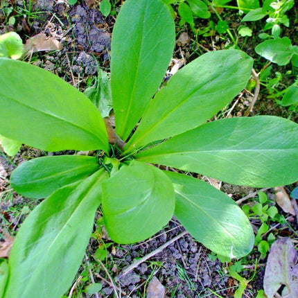 50 Midland Shooting Star Seeds - Seed World