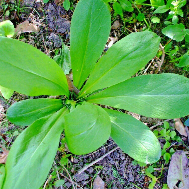 50 Midland Shooting Star Seeds - Seed World