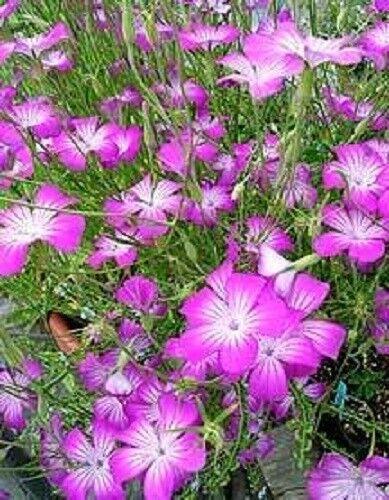 50 Milas Rose Corn Cockle Seeds - Seed World