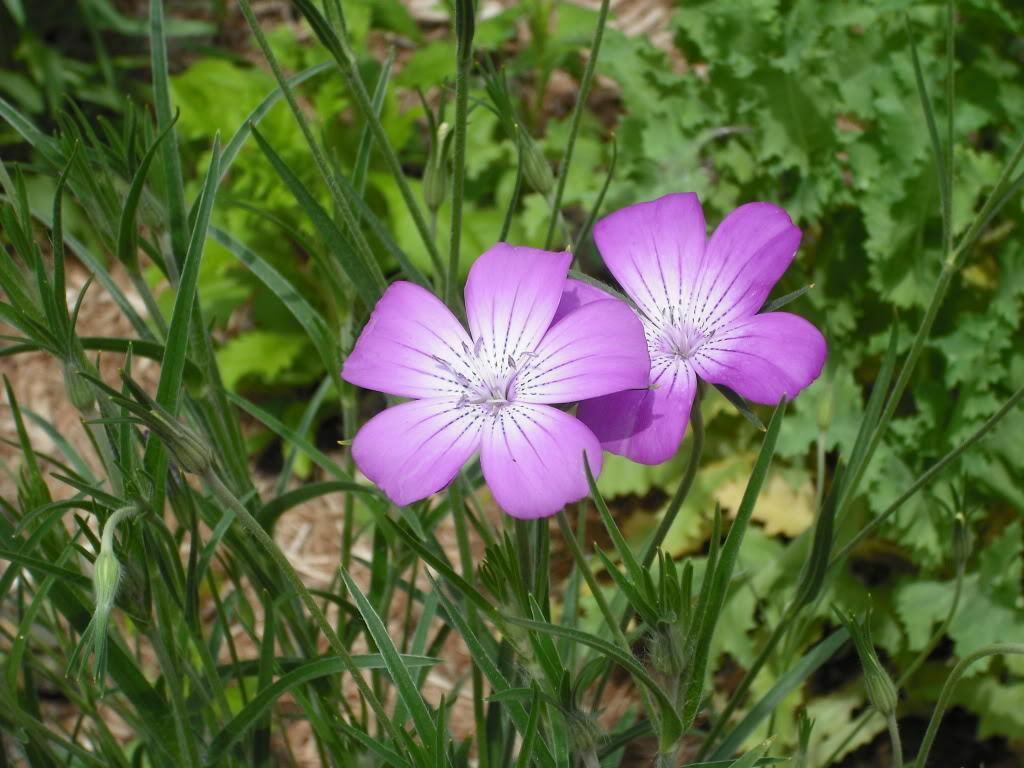 50 Milas Rose Corn Cockle Seeds - Seed World