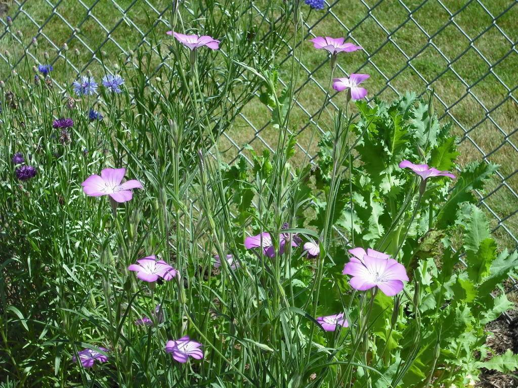 50 Milas Rose Corn Cockle Seeds - Seed World