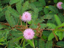 50 Mimosa Pudica | Sensitive Plant Seeds - Seed World